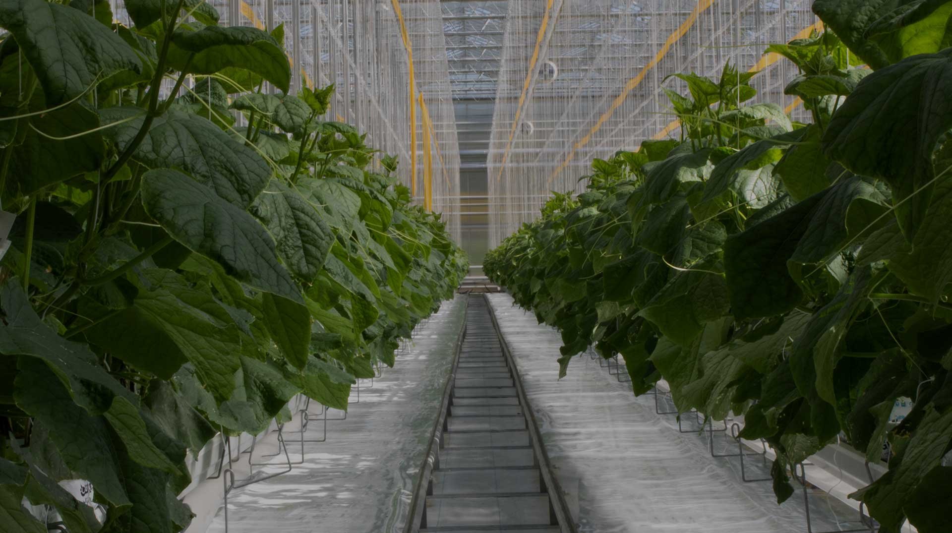 Make Your Greenhouse Kits For Sale A Reality